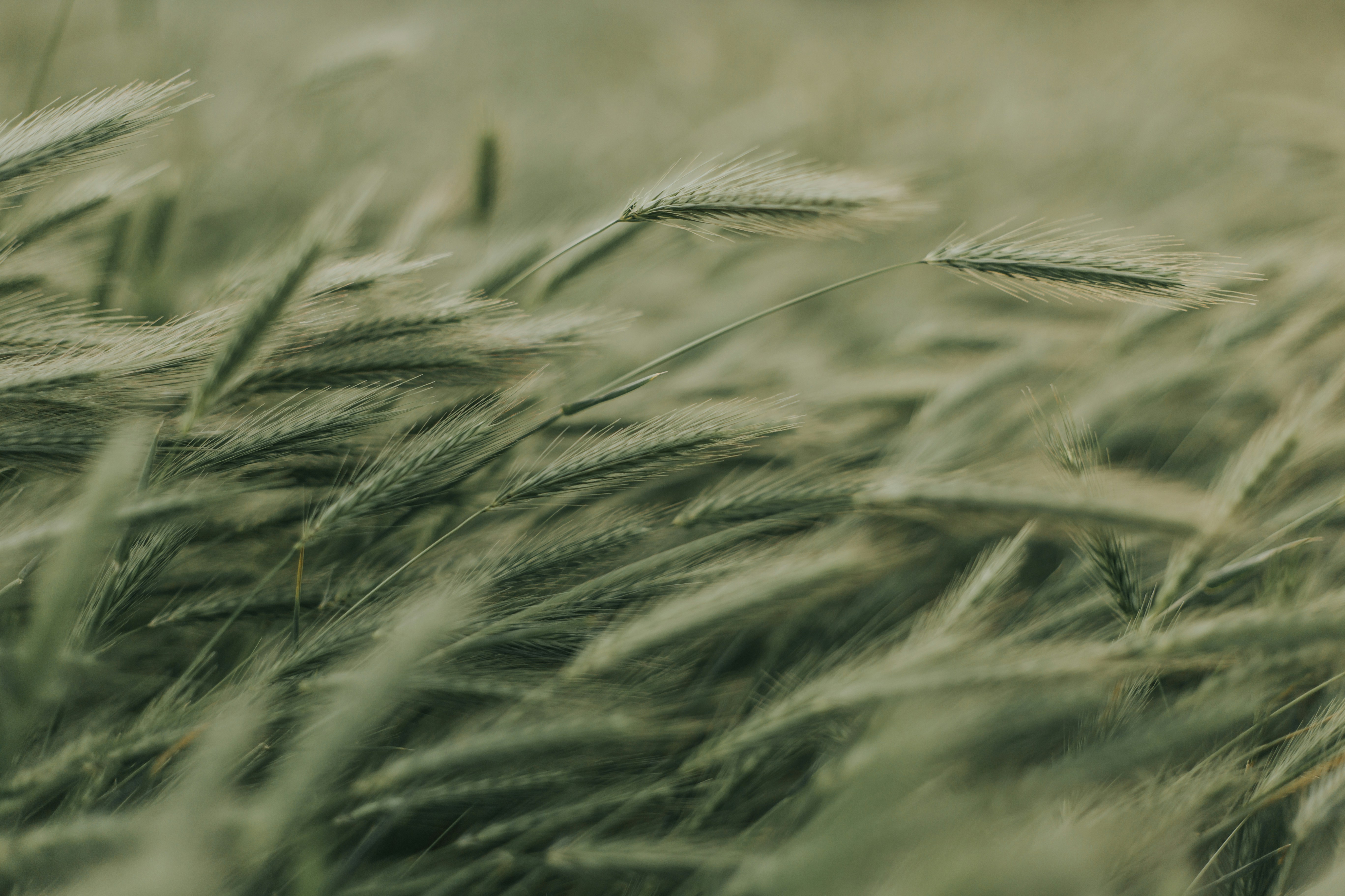 Roxana zerni nskj2gndoa8 unsplash